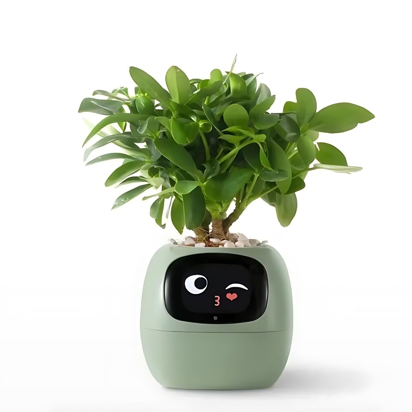 Rebolet| Automatischer smarter Blumentopf - GreenBuddy SmartPot